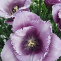 Tulipa frangee 'Blue Heron' PB 13